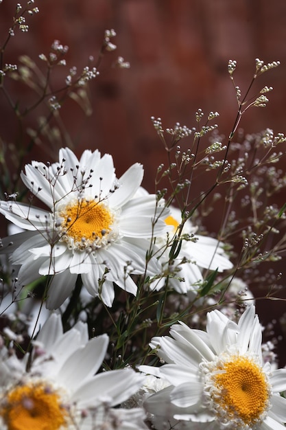 Blumenstrauß aus schönen Kamillenblüten mit Schleierkraut-Dekor auf dunklem Hintergrund