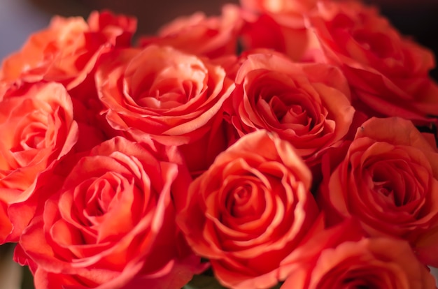 Foto blumenstrauß aus schönen rosen.