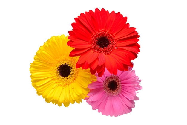 Blumenstrauß aus schönen zarten Blumen Gerberas isoliert auf weißem Hintergrund. Modische kreative Blumenkomposition. Sommer Frühling. Flache Lage, Draufsicht