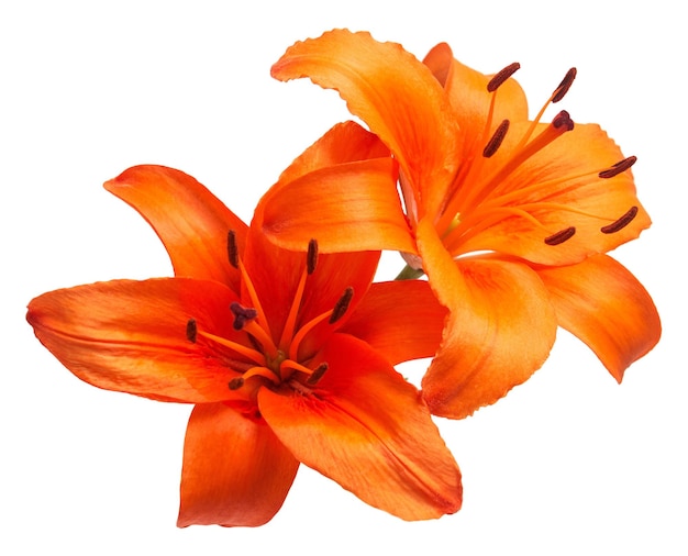 Blumenstrauß aus schönen zarten orangefarbenen Lilien Lilium Asiatic Hybrid Orange Ton isoliert auf weißem Hintergrund. Modische kreative Blumenkomposition. Sommer Frühling. Flache Lage, Draufsicht. Valentinstag