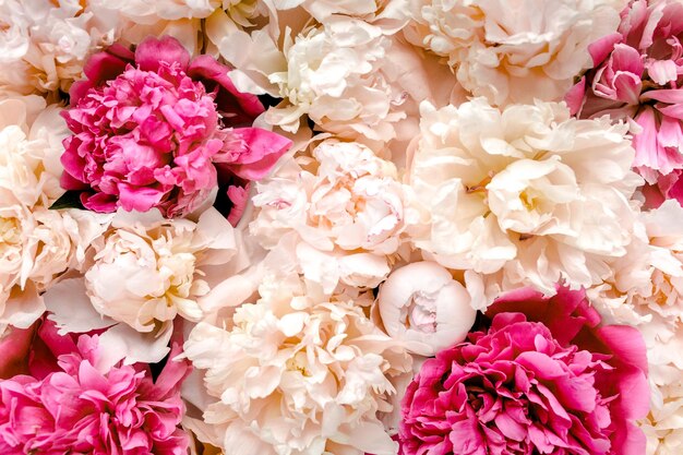 Blumenstrauß aus vielen Pfingstrosen in rosa Farbe, Nahaufnahme, flache Lage, Draufsicht, Pfingstrosenblütenstruktur