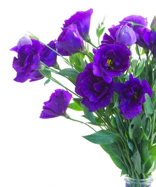 Blumenstrauß aus violetten Eustoma-Blumen