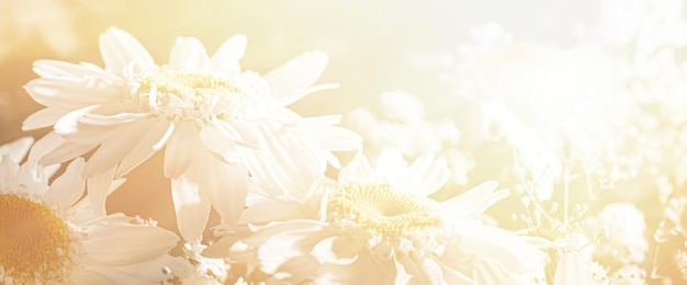 Blumenstrauß aus wunderschönen Kamillenblüten mit Schleierkraut-Dekor im Sonnenlicht