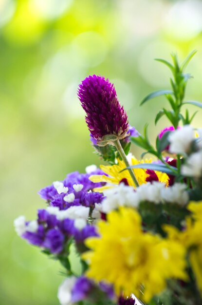 Blumenstrauß Blumen