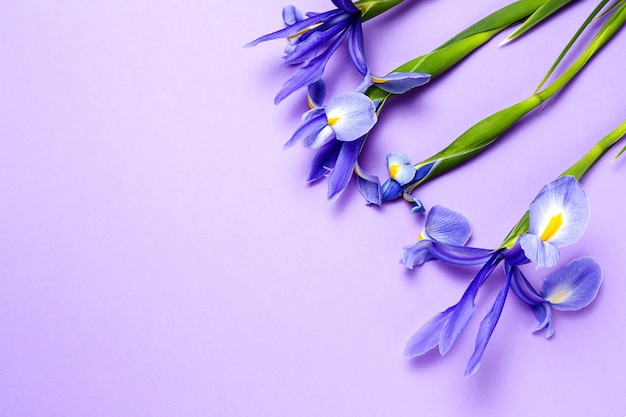 Blumenstrauß der blauen Lilienblumen. Germanische Iris. Flach liegen