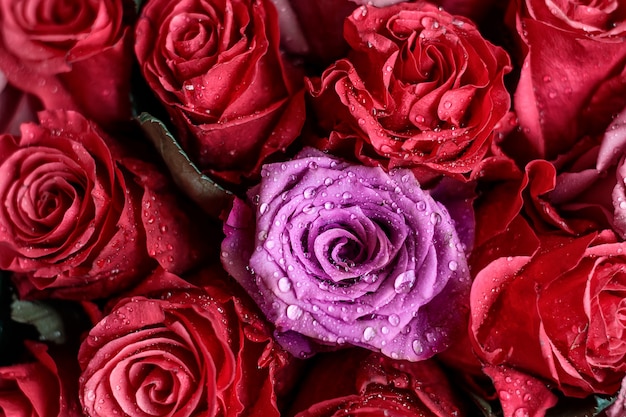 Blumenstrauß der Nahaufnahme der roten und rosa Rosen