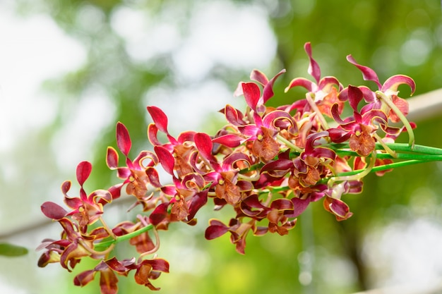 Blumenstrauß der roten Rhynchostylis-Orchideenblume im Garten, Naturhintergrund