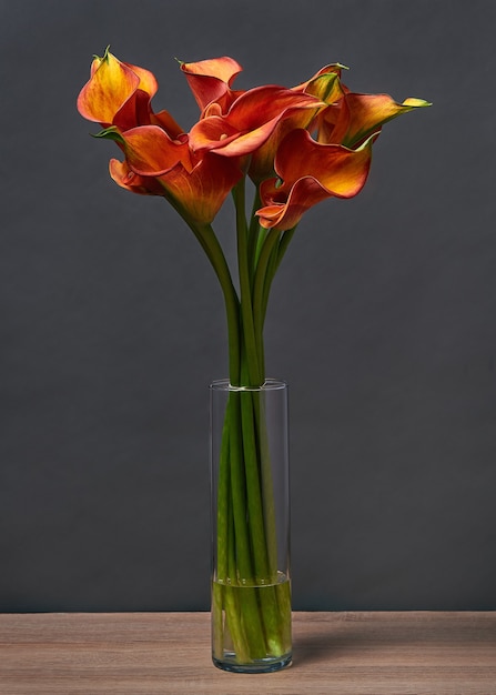 Blumenstrauß der roten und gelben Calla-Lilien in einer Vase auf dem Tisch auf dunklem Hintergrund.