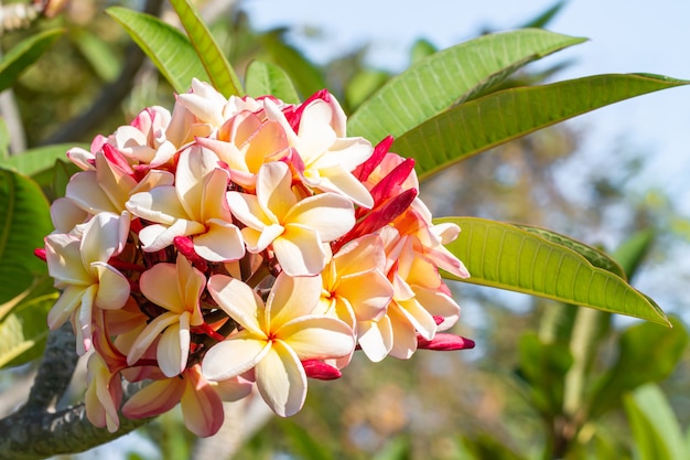 Blumenstrauß der schönen Frangipani auf Baum, rosa und gelb, mit Wassertropfen auf grünen Blättern unscharfen Hintergrund.