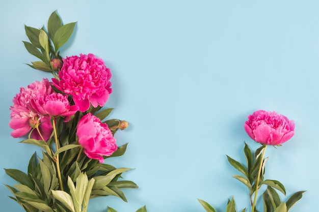 Blumenstrauß der schönen rosa Pfingstrosenblume und des weißen Rahmens für Text auf schlagkräftigem Pastellblau. Kopieren Sie Platz. Ansicht von oben. Flach liegen.