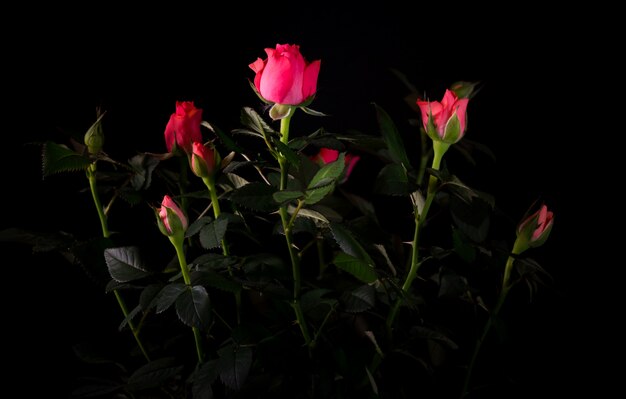 Blumenstrauß der schönen Rose Nahaufnahme auf einer schwarzen Wand