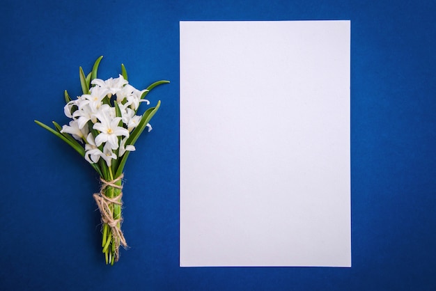 Blumenstrauß der weißen Blumen Chionodoxa und ein leeres Blatt Papier auf einem blauen Hintergrund