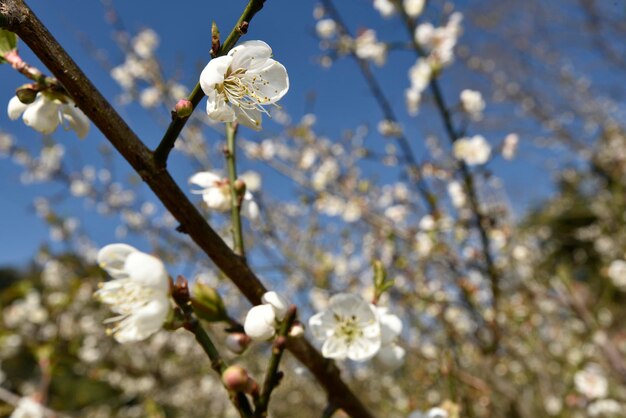 Blumenstrauß der weißen Pflaume mit blauem Himmel im Hintergrund