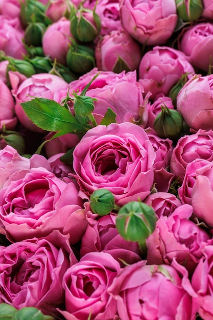Blumenstrauß frischer tiefrosa Rosen Blumenhintergrund