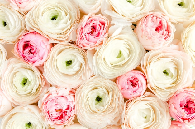 Blumenstrauß Textur aus rosa Ranunculus und Rosen blühen Nahaufnahme Flache Ansicht von oben Ranunculus-Blume