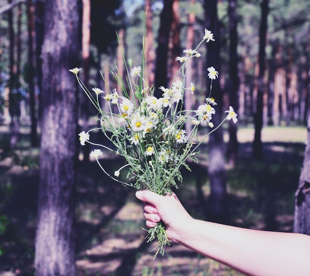 Blumenstrauß von blühenden weißen Gänseblümchen in einer weiblichen Hand