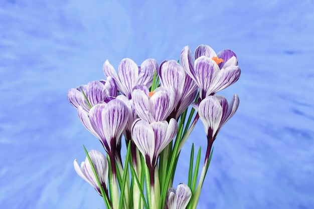 Blumenstrauß von Blütenkrokusblüten