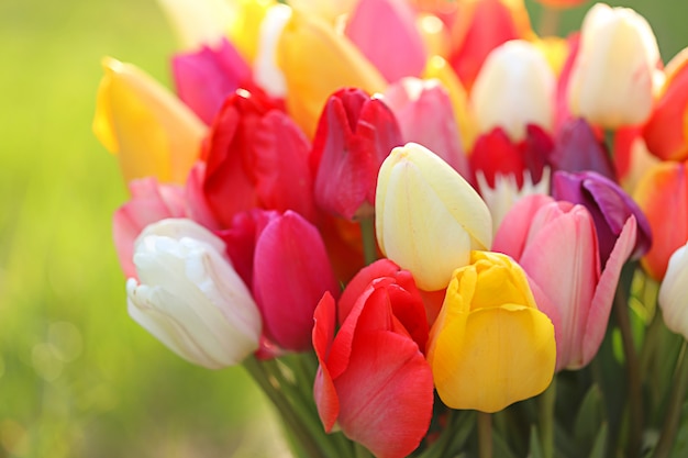 Blumenstrauß von bunten Tulpen im Sonnenlicht