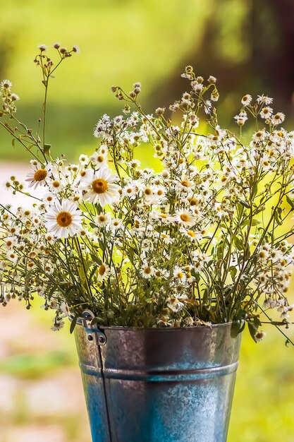 Blumenstrauß von Gänseblümchen-Kamillenblüten im Metalltopf im Sommergarten.