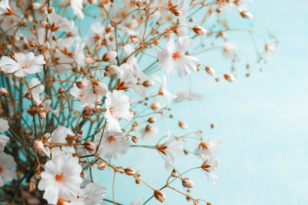 Blumenstrauß von Gypsophila auf einem hellblauen