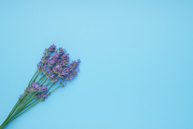 Blumenstrauß von Lavendelblumen angeordnet auf blauem Tisch