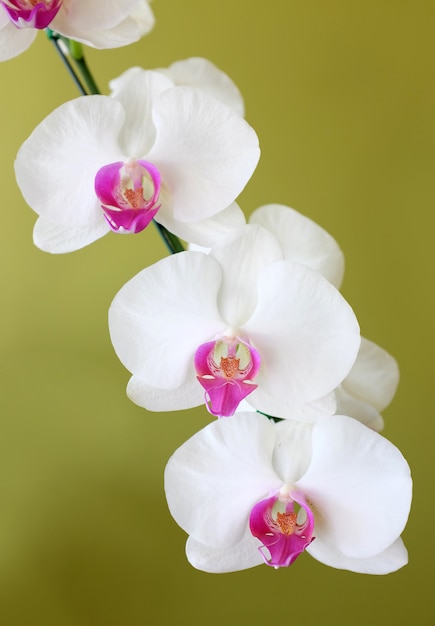 Blumenstrauß von orchideen der weißen blumen