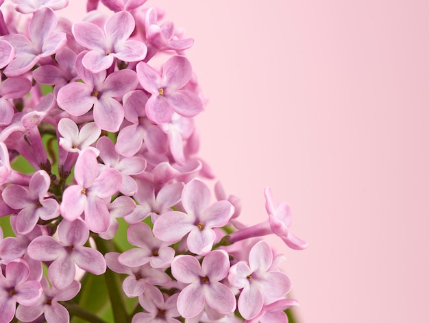 Blumenstrauß von rosa Flieder auf einem rosa Raum, Makro, Kopienraum