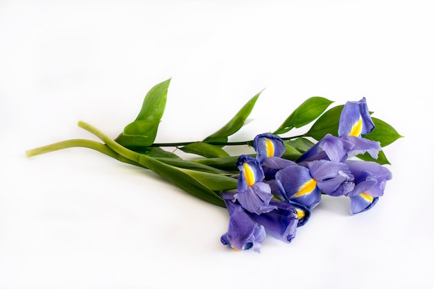 Foto blumenstrauß von violetten lilienblumen auf weiß