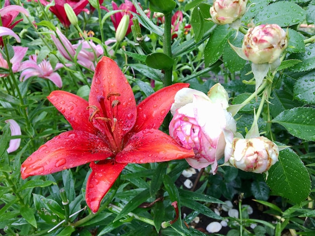 Blumenstrauß Wildblumen Lilie blüht im Garten