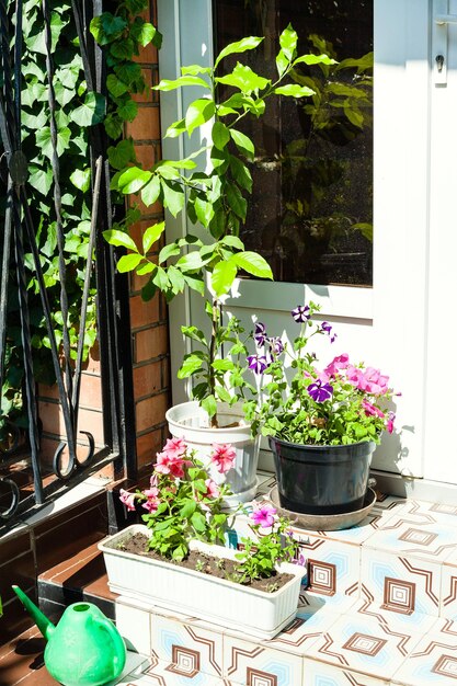 Foto blumentöpfe auf den stufen der veranda