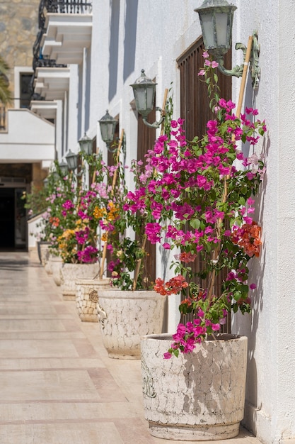 Blumentöpfe mit hellen dekorativen Blumen in der Nähe der weißen Wand in der Straßenstadt Bodrum, Türkei