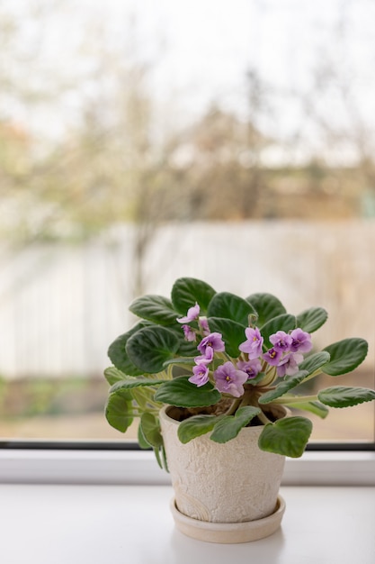 Blumentopf mit blühendem Veilchen auf der Fensterbank.