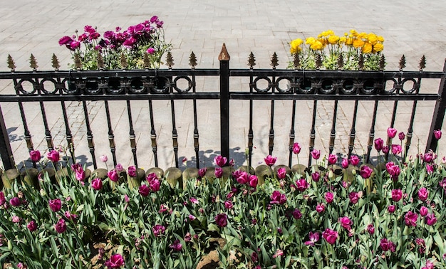 Blumentopf mit schönen Blumen darin