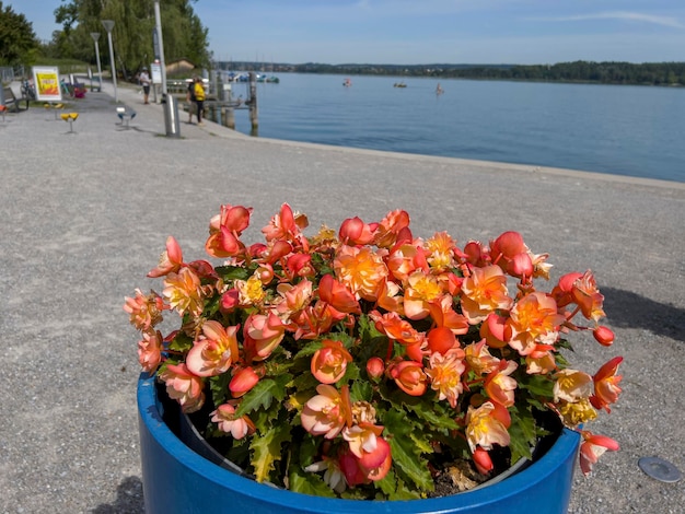 Blumentopf mit schönen Blumen