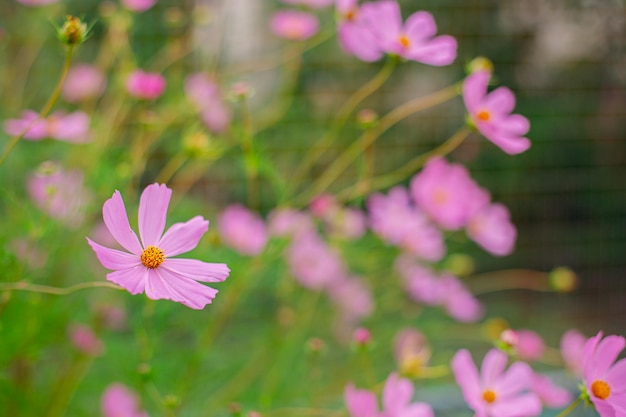 Blumenunschärfehintergrund des Frühlingsblumengartens. Platz kopieren, Banner