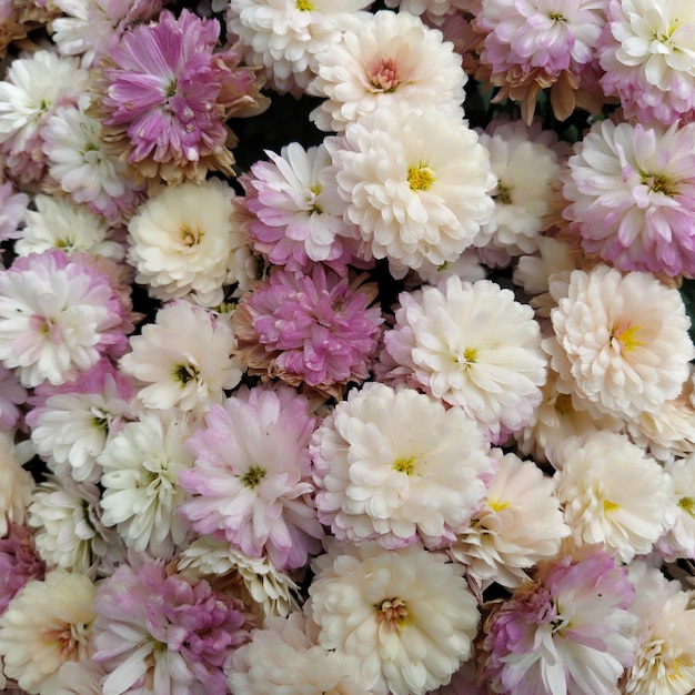 Blumenwandhintergrund mit erstaunlichen weißen, rosa, lila und gelben Chrysanthemenblumen Hochzeitsdekoration Schöne Blume, schlechter Wandhintergrund Landschaftsgestaltung des Herbstgartens