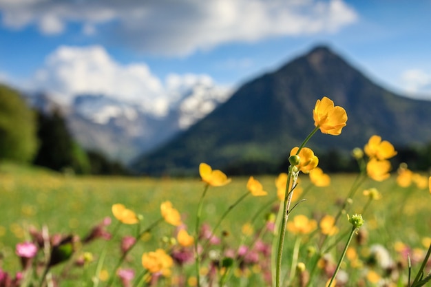 Blumenwiese und schneebedeckte Berge. Bayern, Alpen, Allgäu, Deutschland.