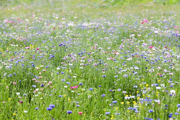 Blumenwiese