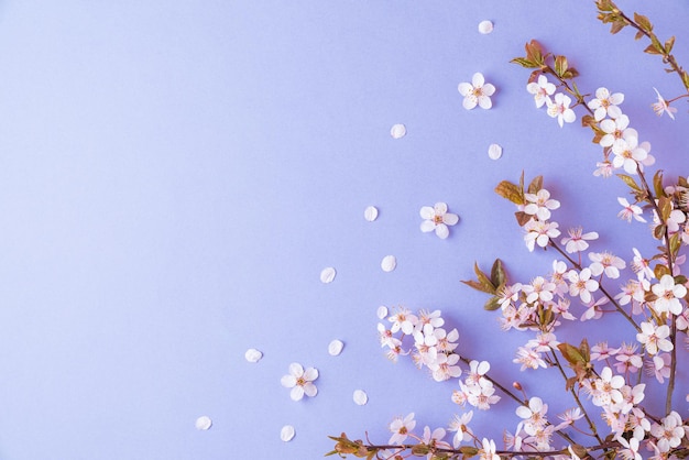 Blumenzusammensetzung Frühlingskirschblütenzweige mit Knospen auf violettem oder sehr peri Hintergrund Draufsicht