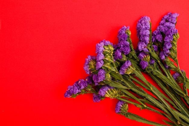 Blumenzusammensetzung & schöne blühende Blumen auf Papierhintergrund