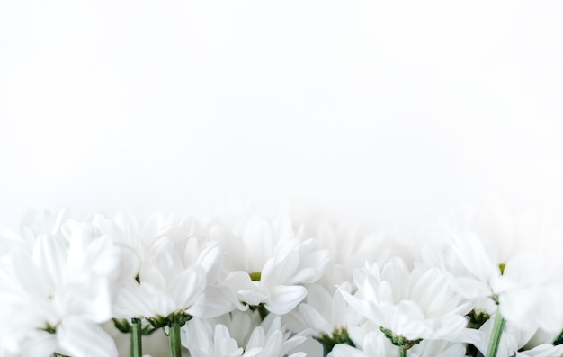 Blumenzusammensetzungsrahmen gemacht von den weißen Blumenchrysanthemen auf weißem Hintergrundvalentinstag