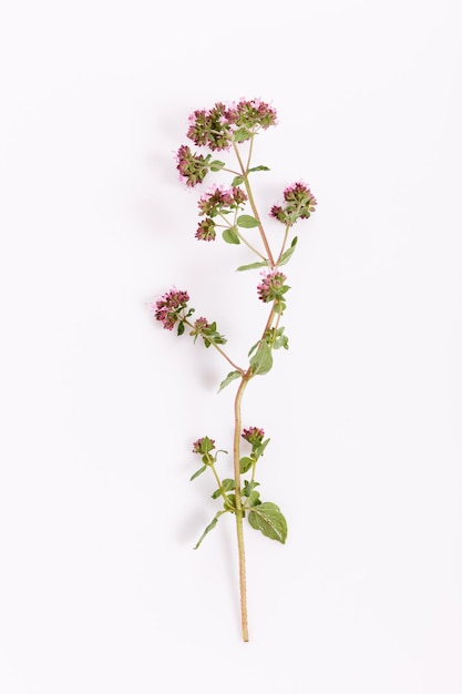 Blumenzweig und Blätter von Oregano auf einem weißen Hintergrund Draufsicht flach legen blühenden Majoran