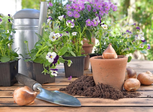 Blumenzwiebel in einem Terrakotta-Topf unter Schmutz auf einem hölzernen Gartentisch