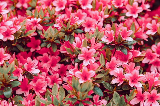 Blumige Azalee (Rhododendron), selektiver Fokus.