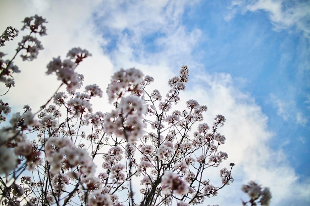 Blumige Baumkronen mit dem bewölkten blauen Himmel im Hintergrund