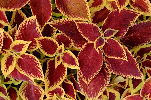 Blumige Coleus-Pflanzen auf dem Blumenbeet