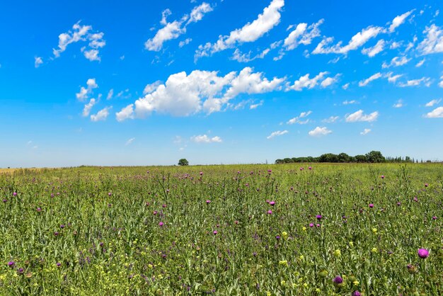 Blumige Sommerlandschaft Provinz La Pampa Patagonien Argentinien