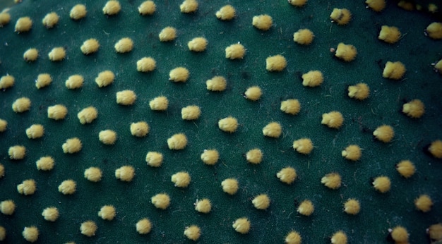 Blur de hermosas plantas suculentas y cactus textura.