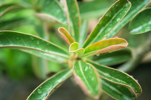 blur pingos de chuva na folha de Adenium verde no fundo do jardim