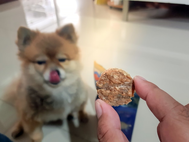 Blured, marrom, cute, cão, (Pomeranian), sendo, olhar fome, alimento, /, lanche, ligado, mão humana